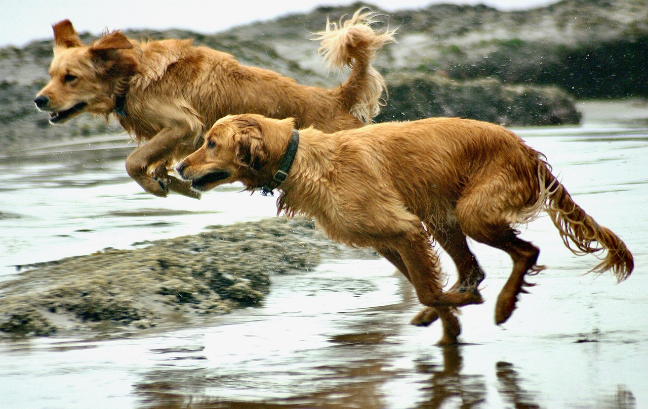 Happy dog on sunset beach walk